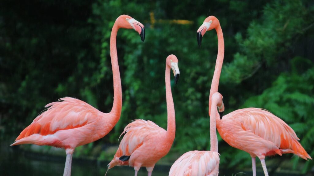 Flamingos min